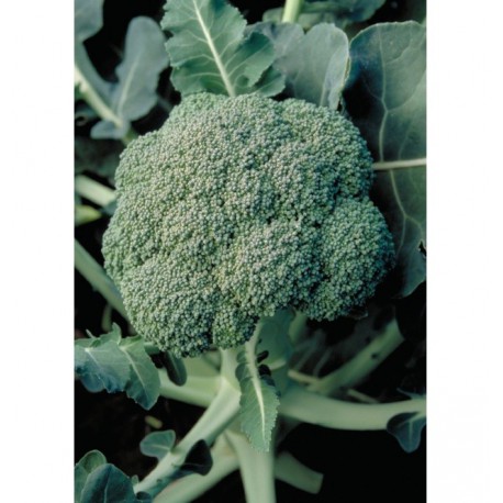 BROCOLI STEEL 1000 S.