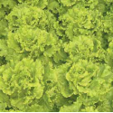 LECHUGA VENEGIA 1000 S.