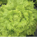 LECHUGA BOAVISTA 1000 S.