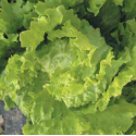 LECHUGA PRAVIA 1000 S.