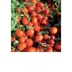 TOMATE JAG 8810 1.000 S.