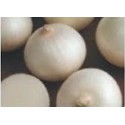 CEBOLLA CIRRUS 