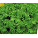 LECHUGA JOLIAC 