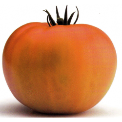 TOMATE JACK, semillas de tomate para huerto familiar o producción.