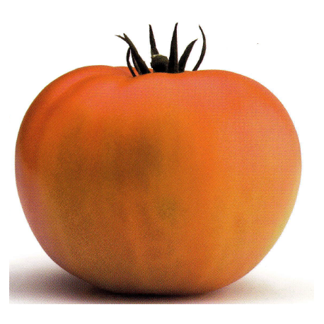 TOMATE JACK, semillas de tomate para huerto familiar o producción.