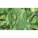 ESPINACA SV2157 