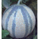 MELÓN BOSITO