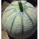 MELÓN EUREKA