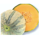 MELÓN TEZAC