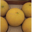 MELÓN ANIBAL