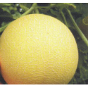 MELÓN CYRO