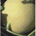 MELÓN EDECOS