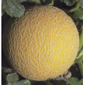 MELÓN MEDALLÓN