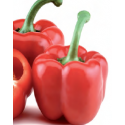 PIMIENTO VELERO