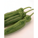 PIMIENTO ITALVERDE