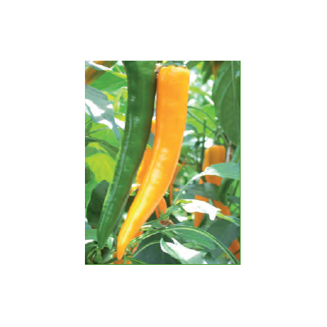 PIMIENTO ORANGEFLAME