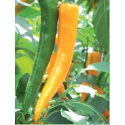 PIMIENTO ORANGEFLAME