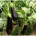 BERENJENA FASELIS