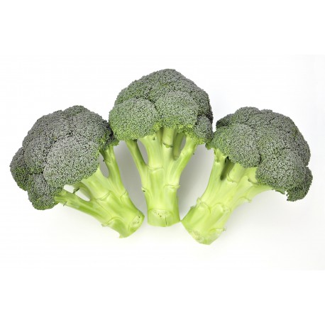 BROCOLI TITANIUM