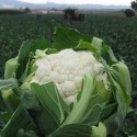 COLIFLOR AQUATTA 1.000 S.