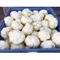 COLIFLOR JUBERA