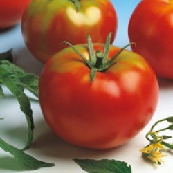 TOMATE OPTIMA 1000 Semillas, tomate para mercado fresco.